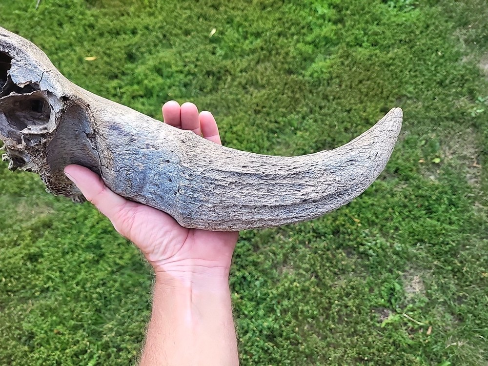 Historic Large Bison Horn Core Partial Skull river find