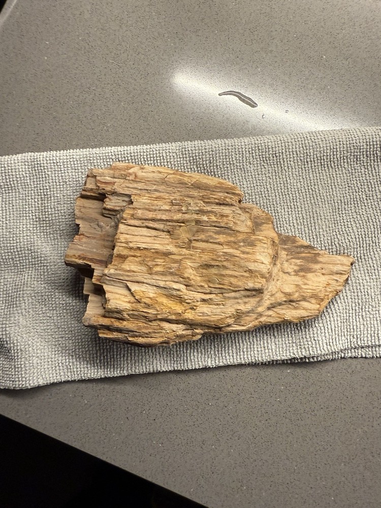 Petrified Wood Specimen 366 grams. Great Display Piece