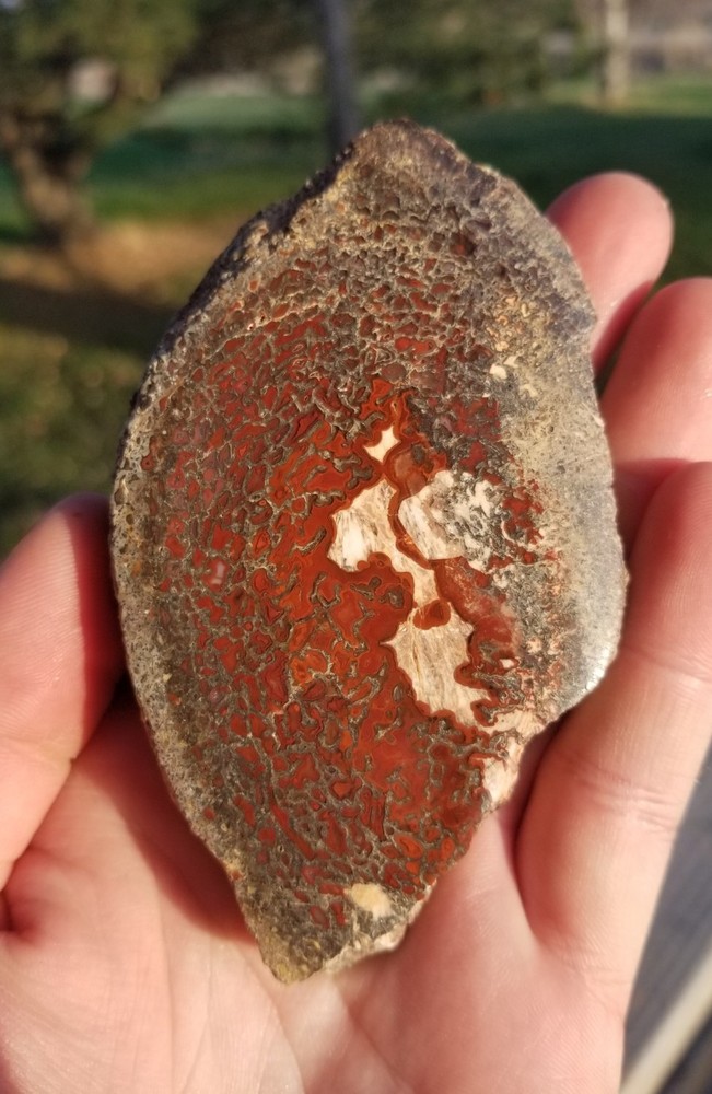 Great Red Deep Cell Agatized Dinosaur Gem Bone Polished Slab Specimen Display