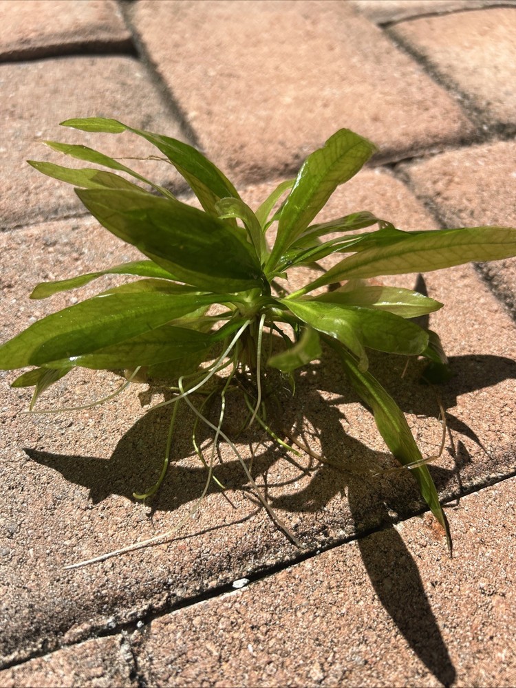 Compacta (Mini) Amazon Sword Plant