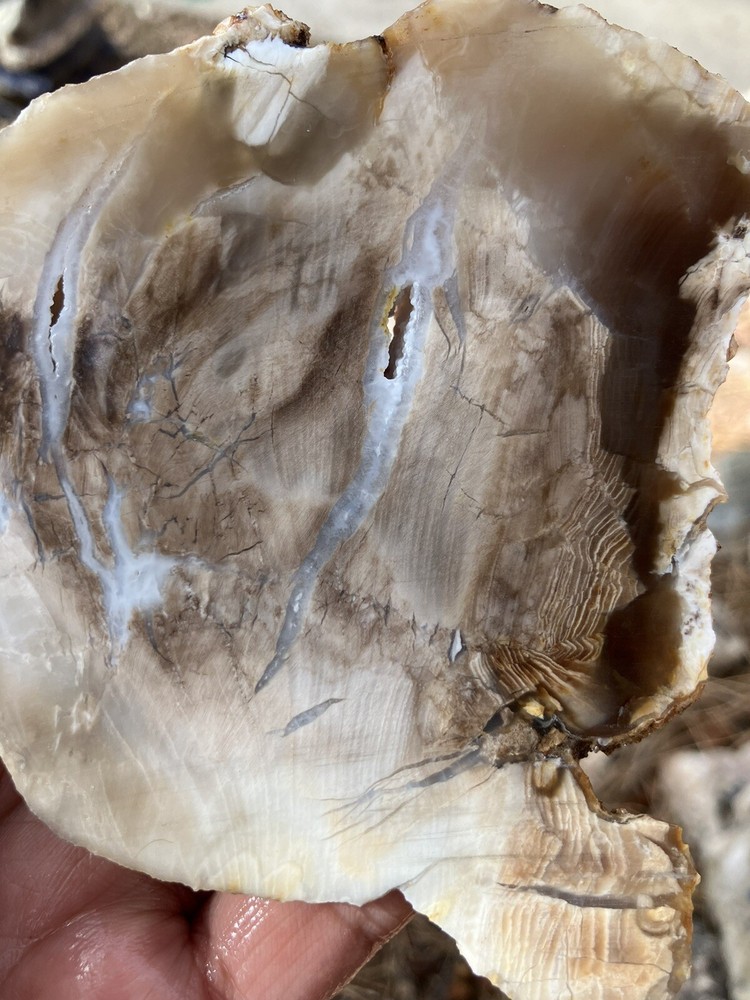 Petrified Wood Slab