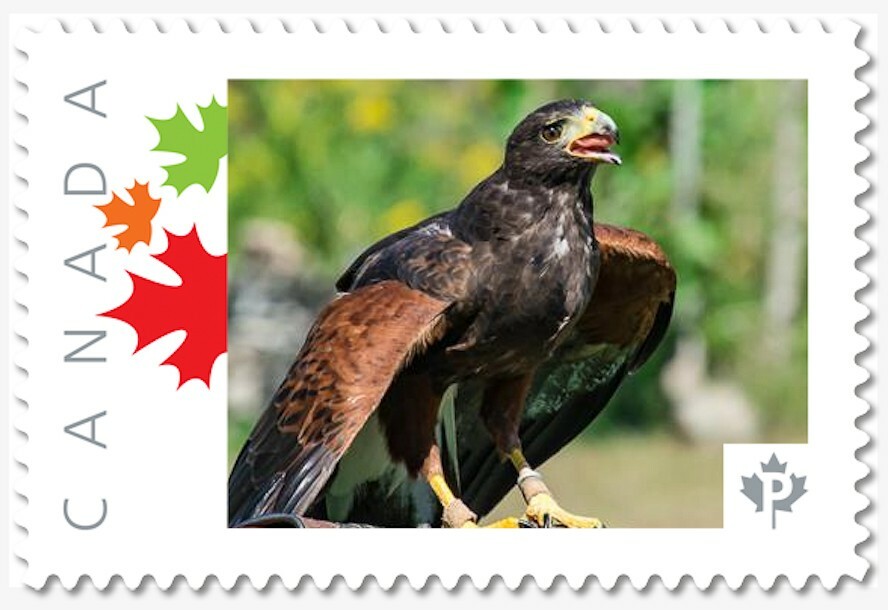 EAGLE, predator = Personalized Picture Postage stamp MNH Canada 2018 [p18-05sn5]