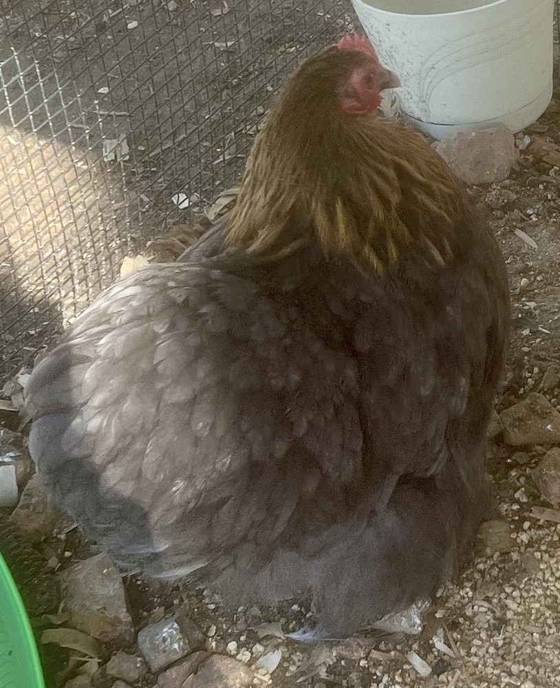 Dozen Cochin Bantam Eggs for Hatching