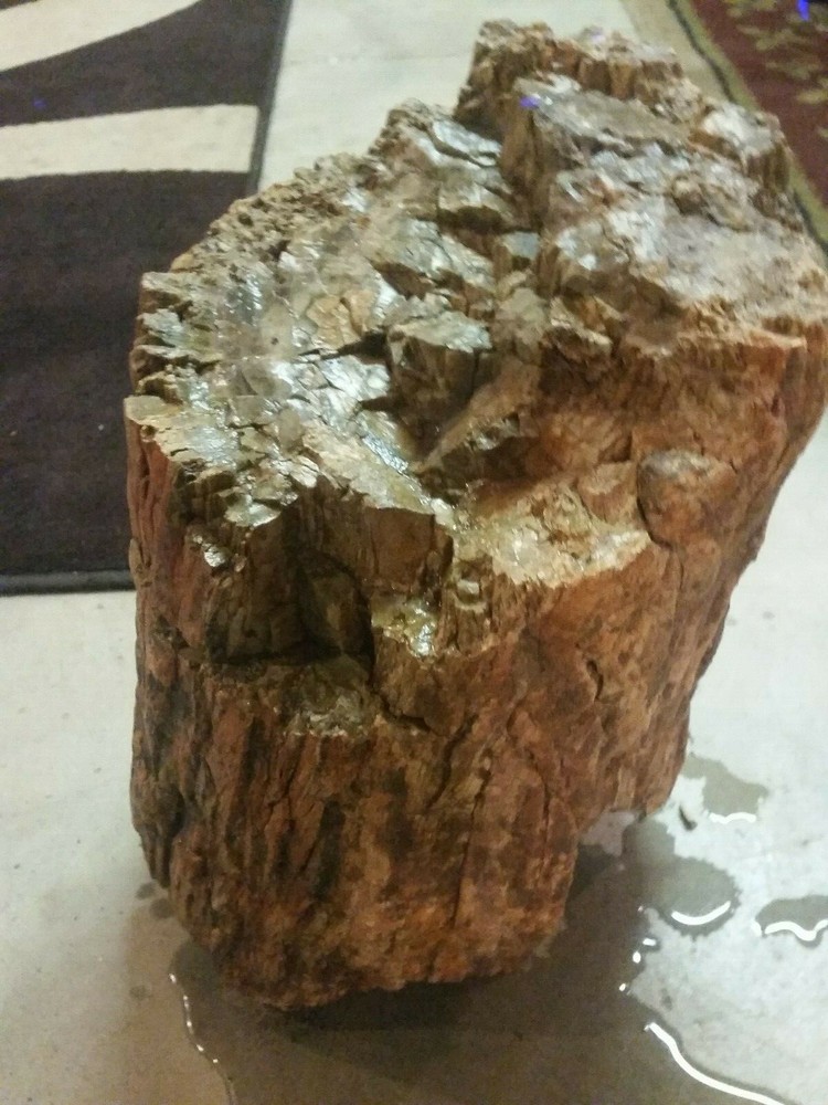Petrified Jurassic Conifer Round