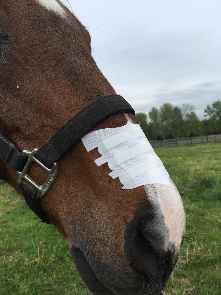Equine Nasal Strips Six Pack Brown