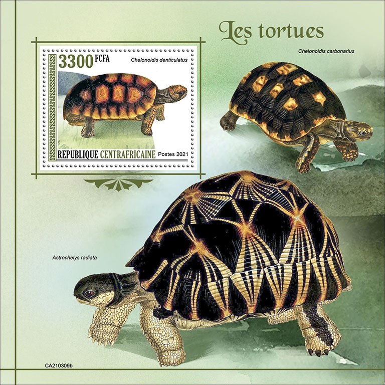 Turtles
