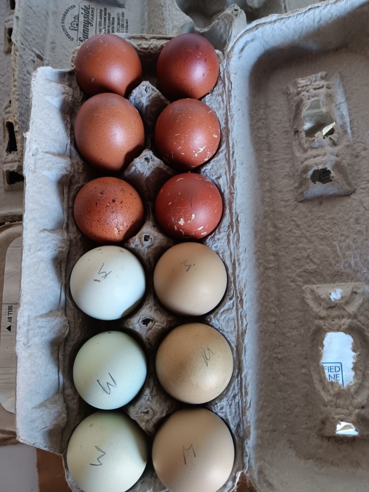 12+ Rainbow Hatching Eggs – Marans, English Orpingtons, Olive Egger, Moss & AM