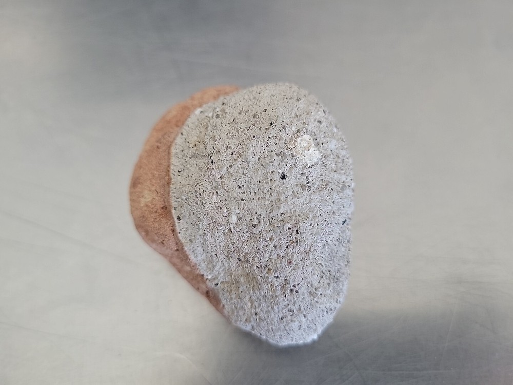 Fossilized Rock Stone Sedimentary Possible Shell Or Egg Unique