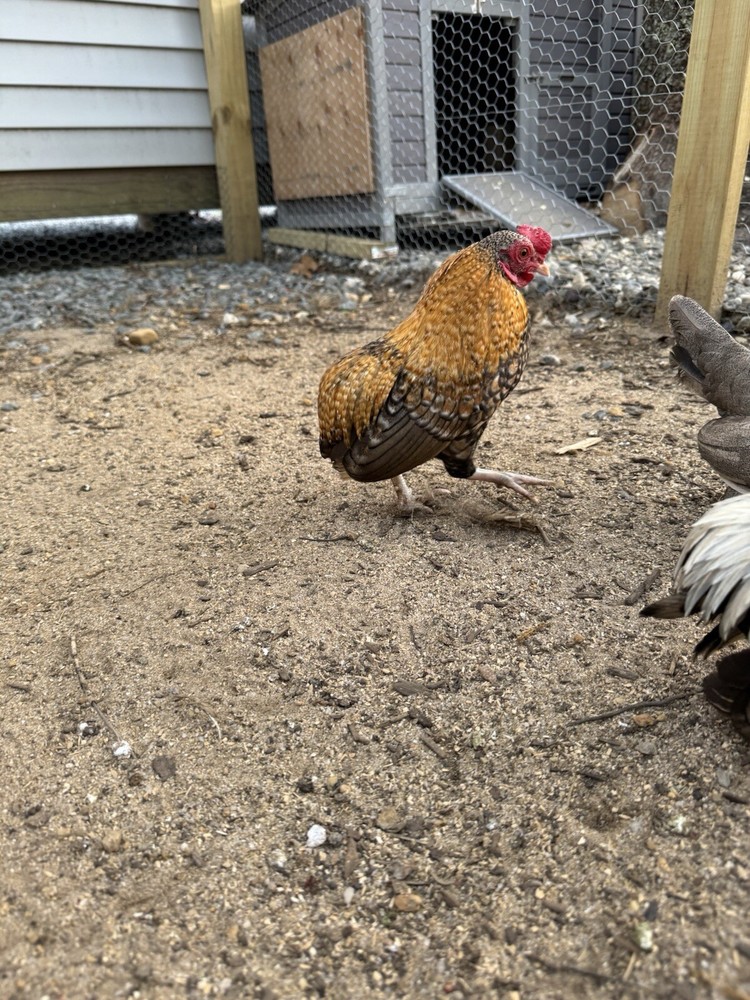 Kikiriki Bantam Hatching Eggs 8++