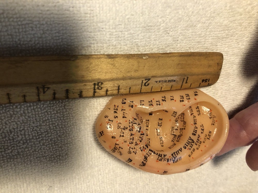 Vtg Human Ear Acupuncture Model w/Acupuncture Points