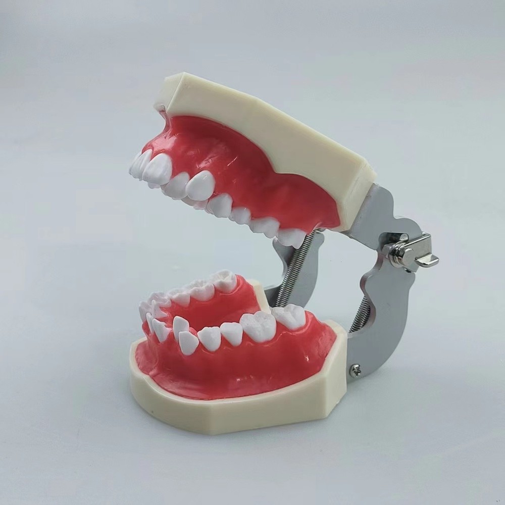 New Reusable Dental Practical Training Model/typodont/orthodontics Wax Model