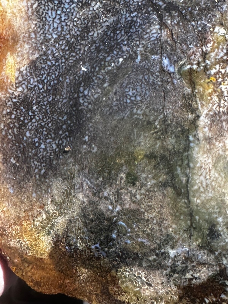 Dinosaur bone rough **hxtled Large end cut.