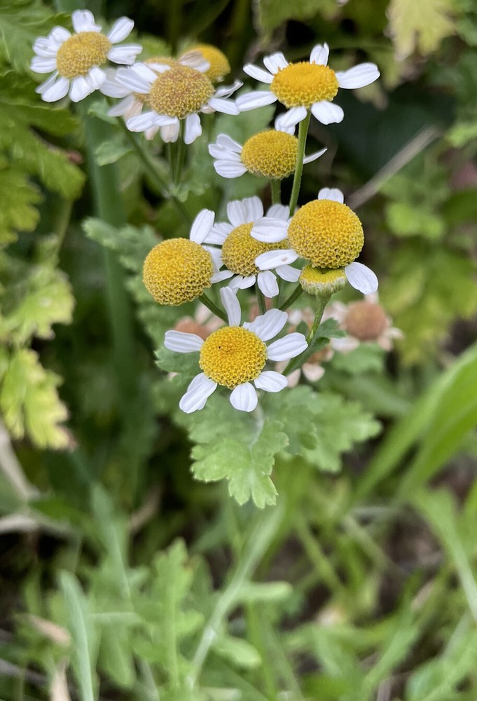 Feverfew (Tanacetum parthenium) Bareroot Plant