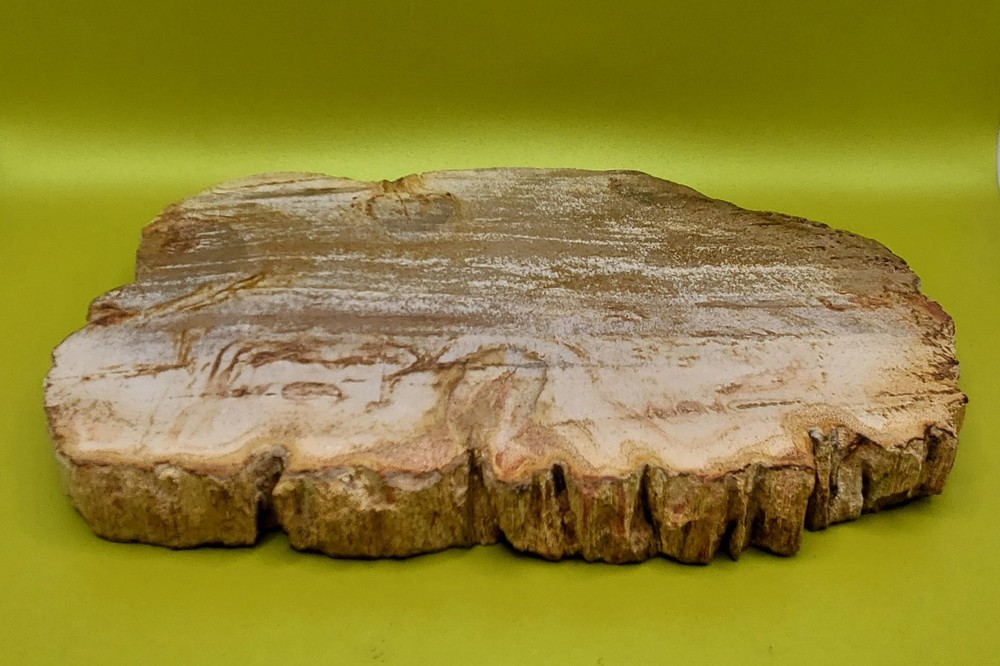Petrified Wood Slab
