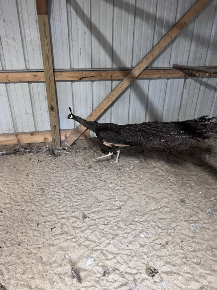 🦚 5 Peacock Peafowl Hatching Eggs 🦚 READ DESCRIPTION