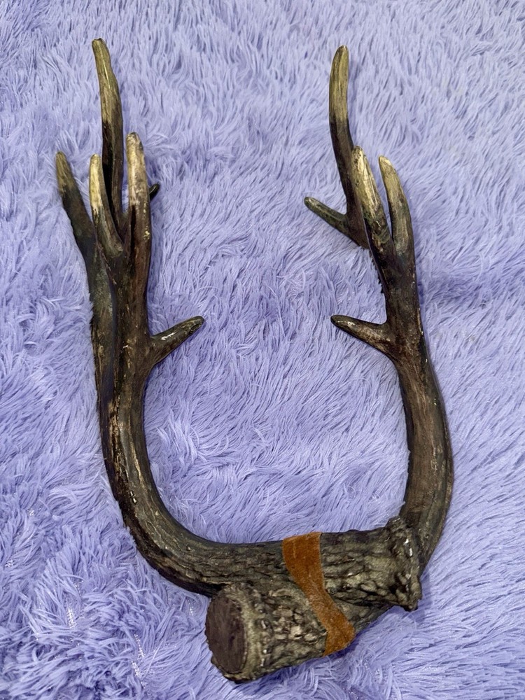 Young Buck Deer Antlers Rack Hanging