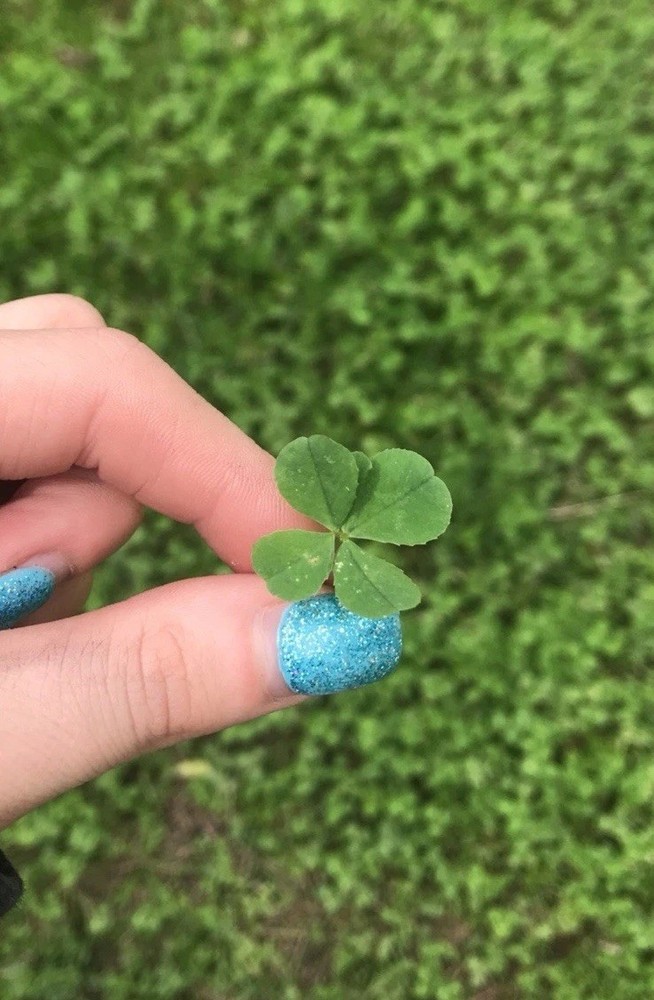 Genuine Four Leaf Clover