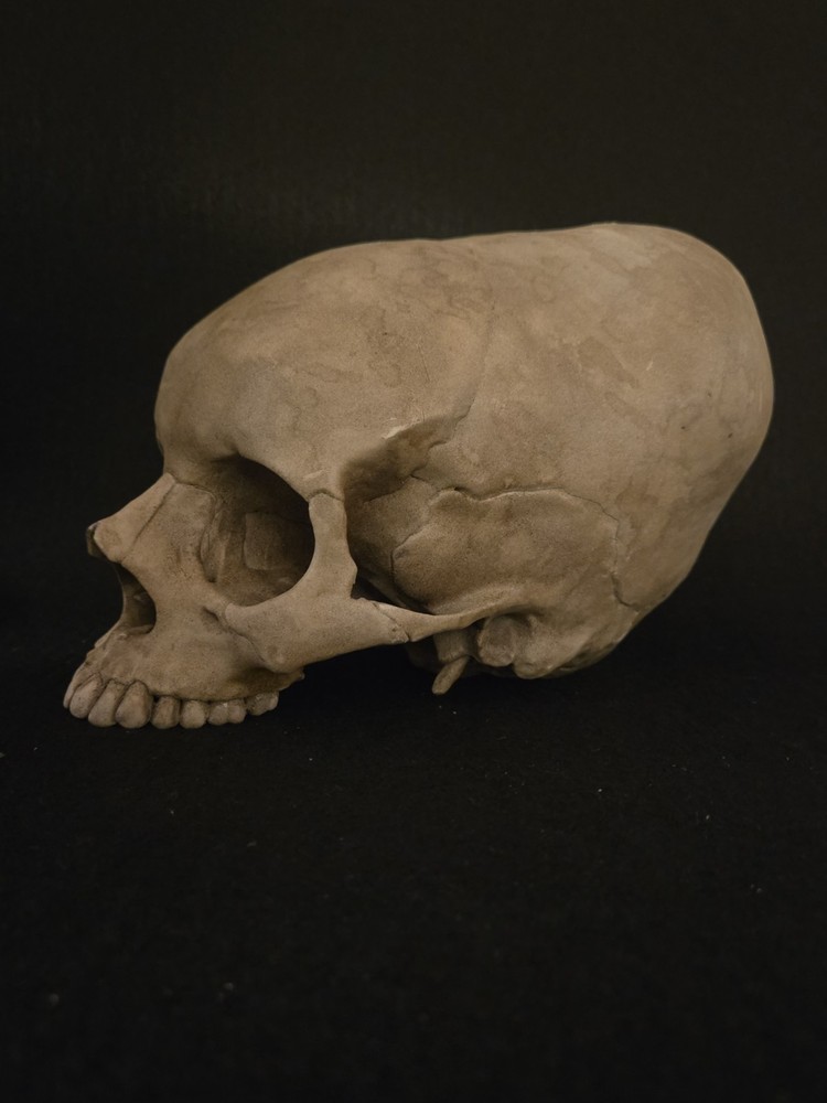 Human Skull Enlongated Realistic