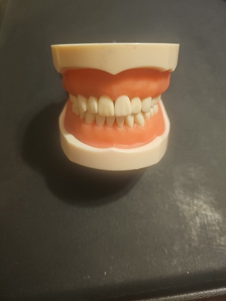 Dental Typodont Model 32pcs With Removable Teeth