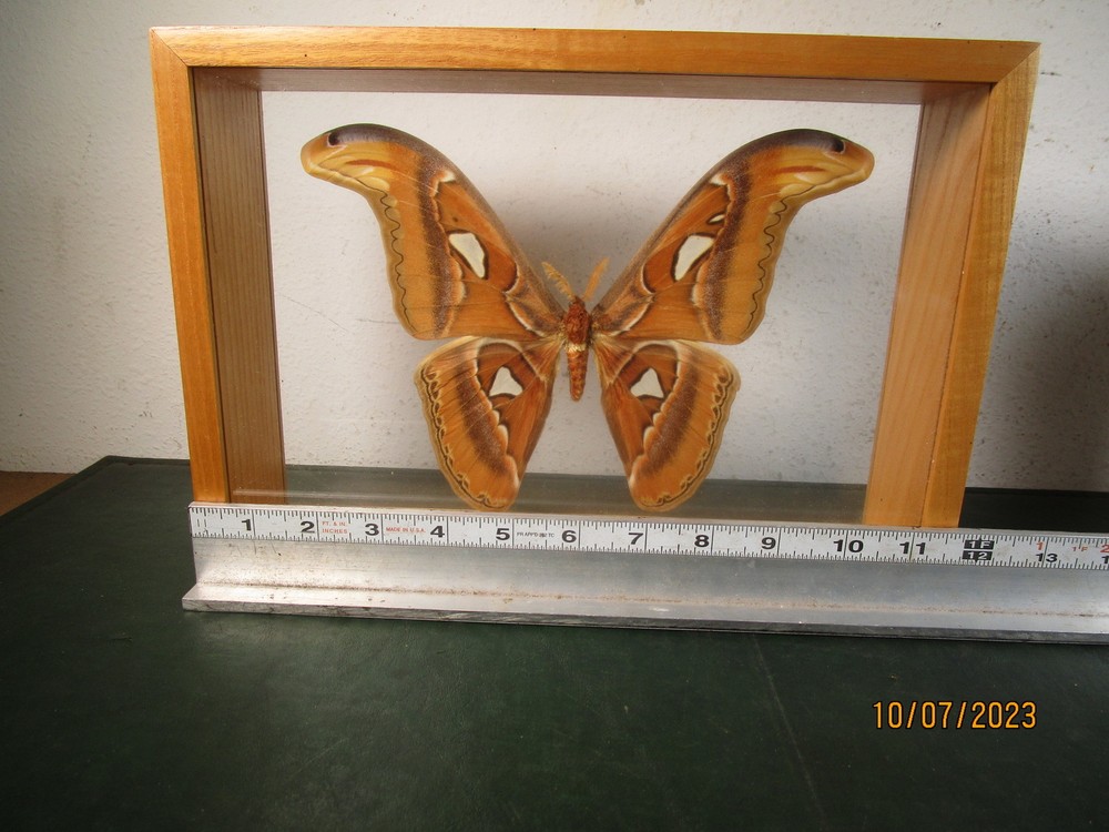 Attacus Atlas Moth Thailand