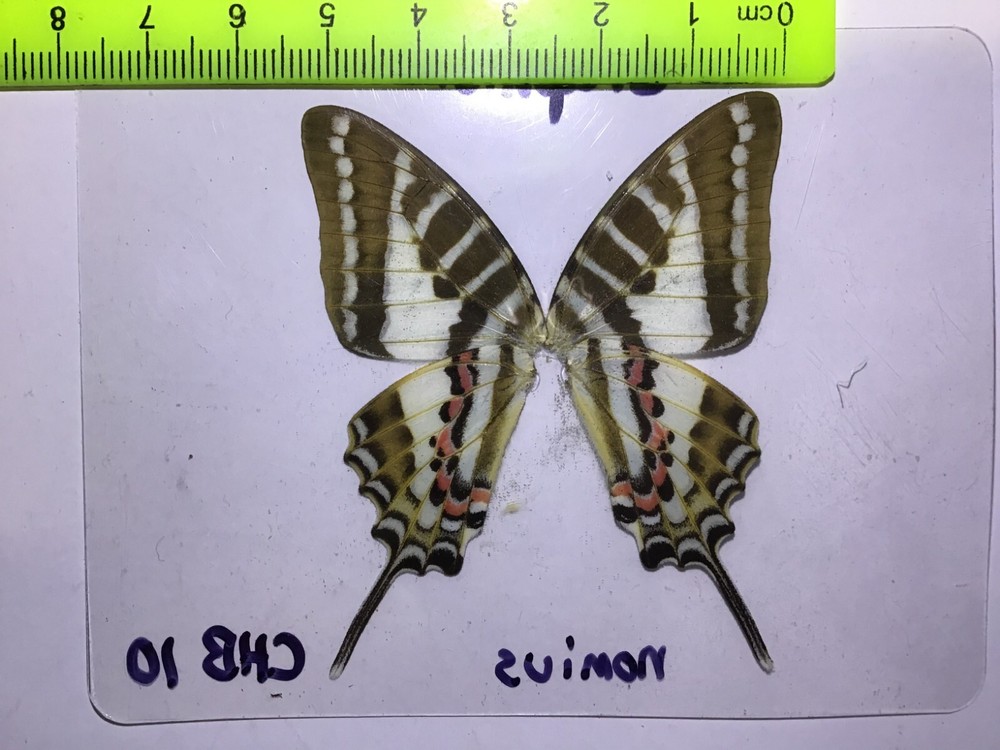CHB 10 A+/A Graphium nomius