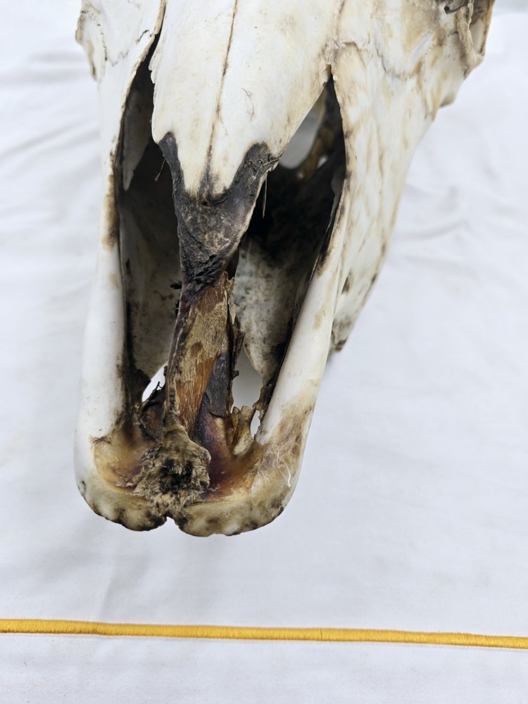 Steer Skull 19x18"
