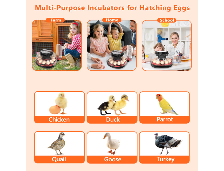 12-Egg Automatic Incubator with Auto Turner & Humidity Control, Poultry Hatching