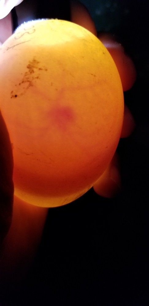 8 Hatching Eggs Ducks Welsh Harlequin Silver And Gold Ready Now
