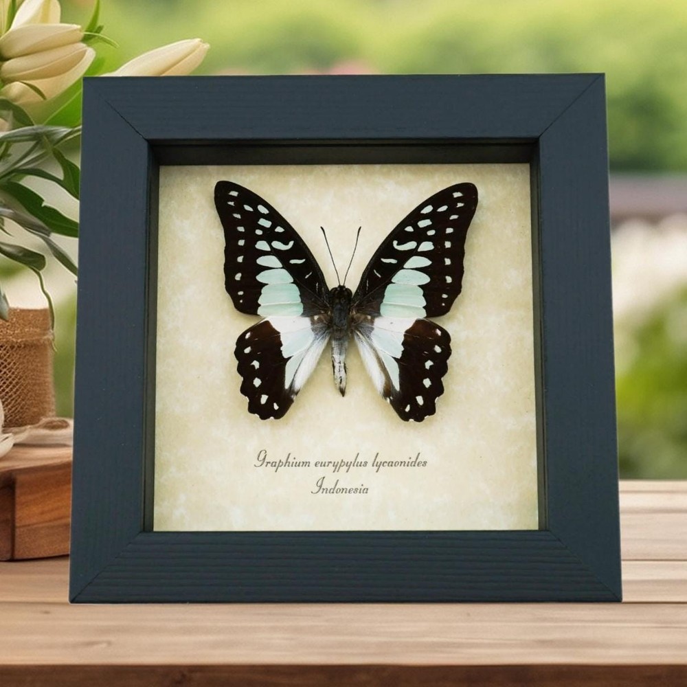 Real Framed Pale Green Triangle Butterfly Graphium eurypylus lycaonides
