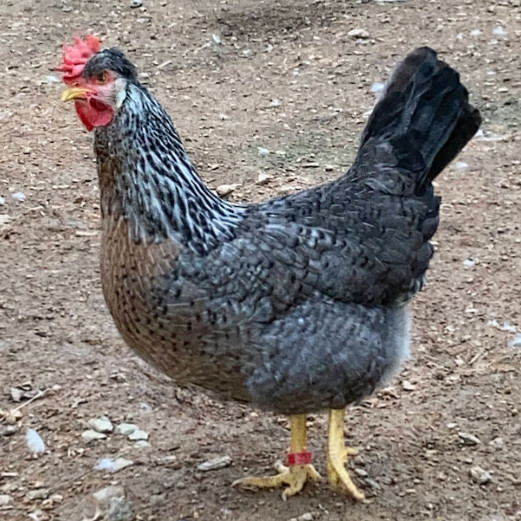 Cream Legbar Hatching Eggs 10++