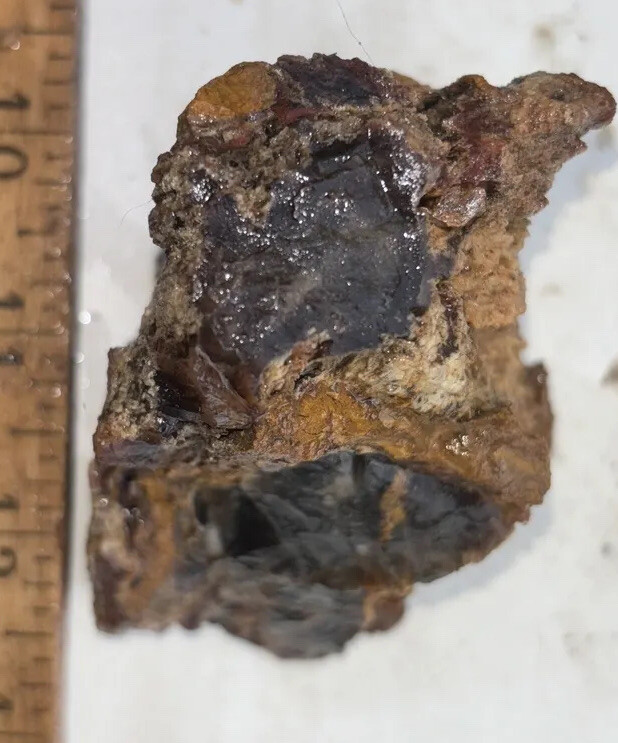 Silver Creek Junction petrified wood