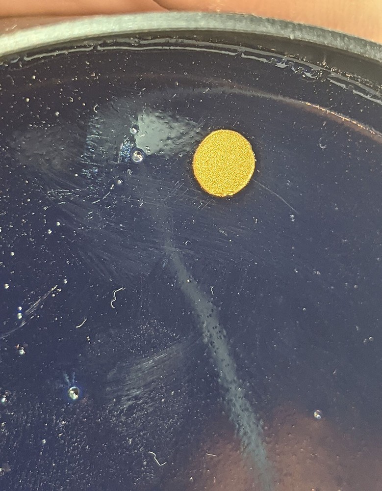 One STEIN Music Pro Harmonizer Dark Blue