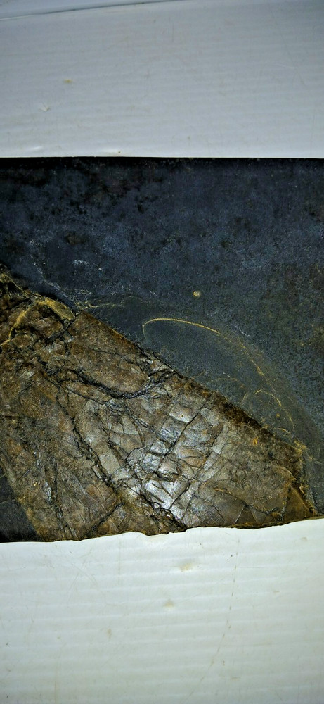 Dinosaur? Fish? Ray? Fossil