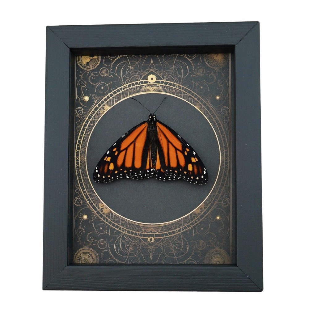 Real Framed Monarch Butterfly Steampunk Danaus plexippus Resting Display