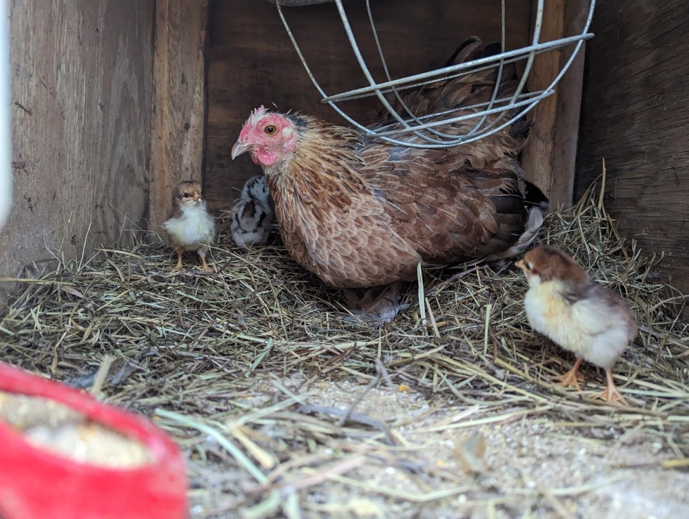 12++ Bantam Cochin Hatching Eggs