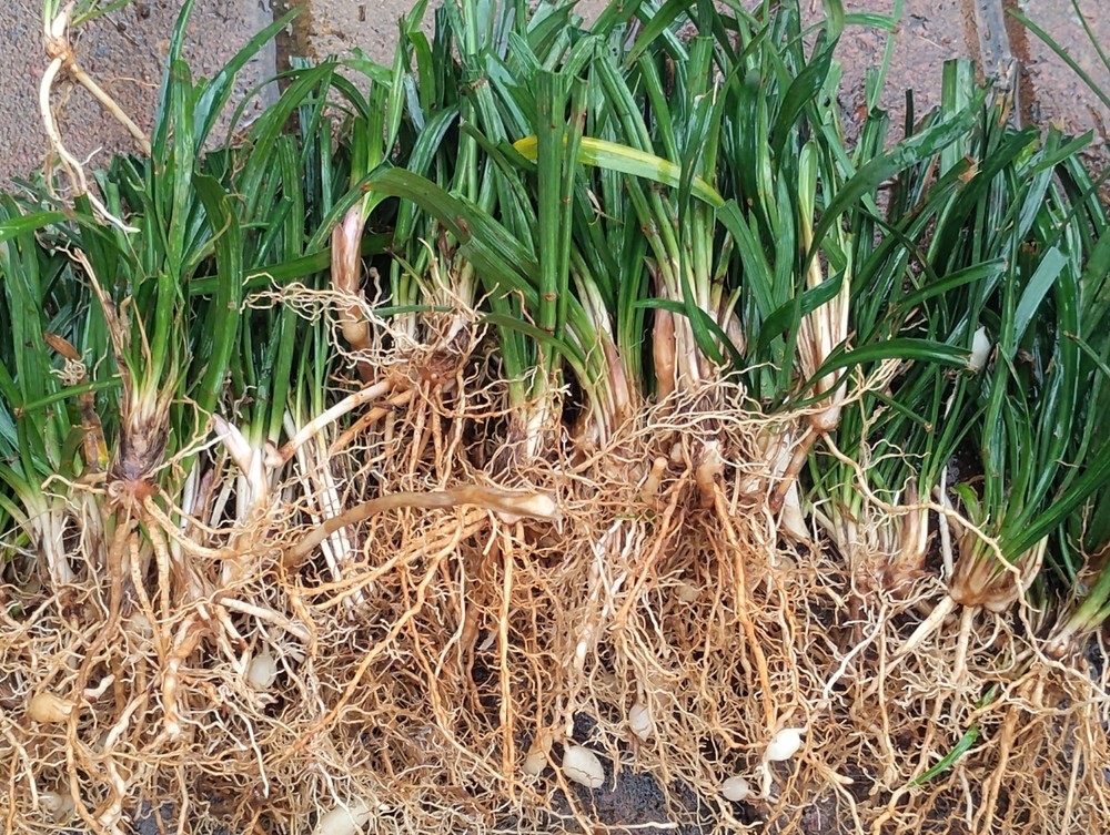 Monkey Grass, Big Blue, Clumping, Lirope 60 Bare Root Plants