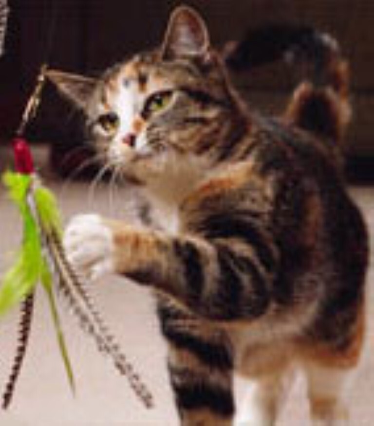 Da Bird SINGLE Pole Cat Kitten Toy with Guinea Feather Interactive Catcher Fun!