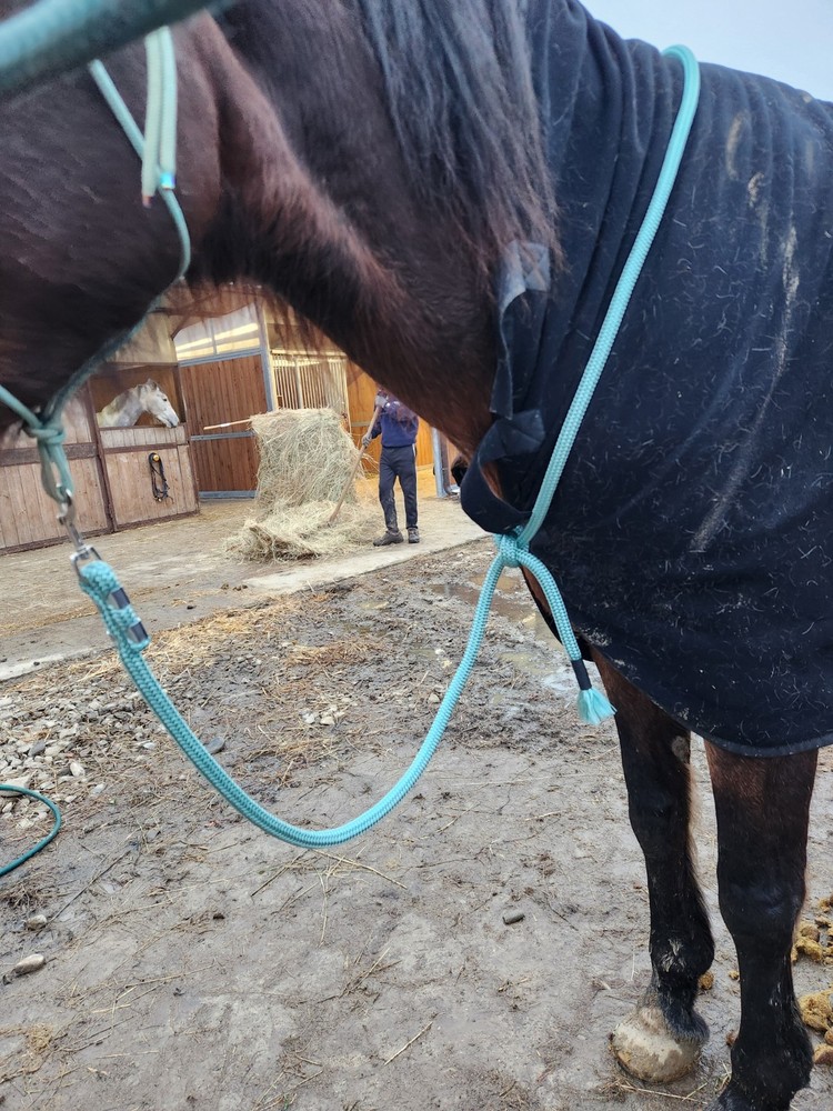Longhina Per Cavallo