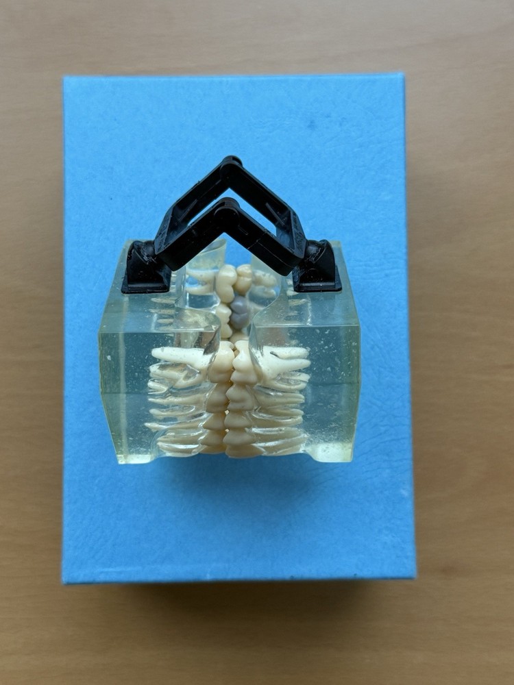 Viade Clear Teeth with Hinge Model - #2072