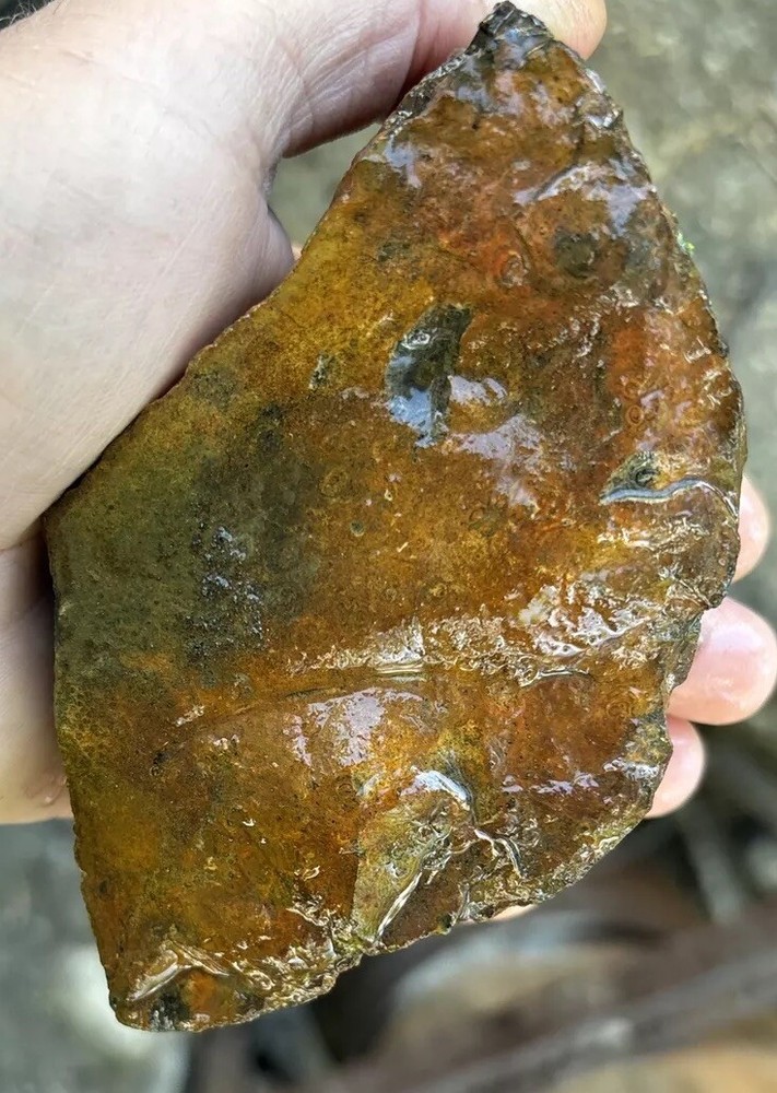 Tempskya petrified Palmwood