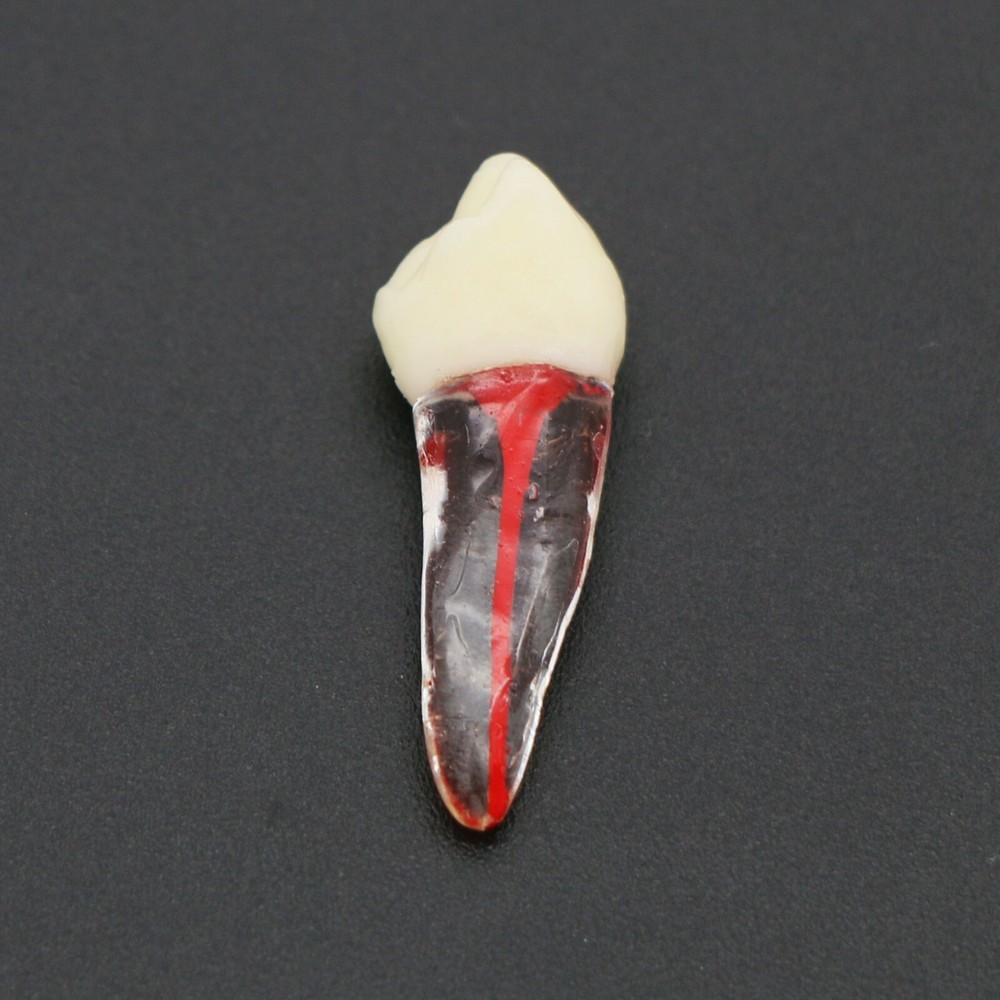 US Dental Root Canal Practice Model Teeth Pulp Study RCT Endo File 7 Sizes