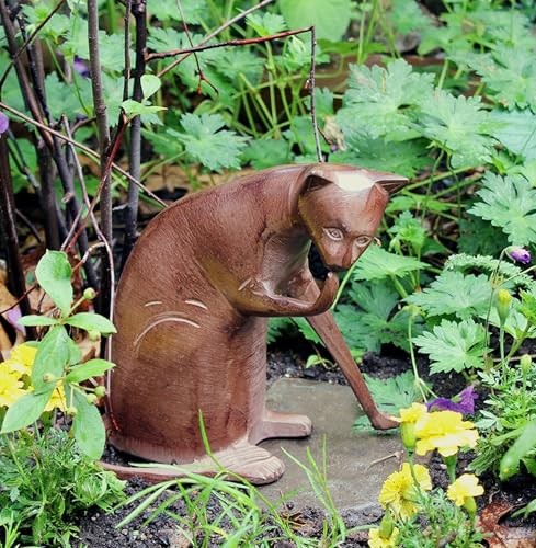 Coy Cat