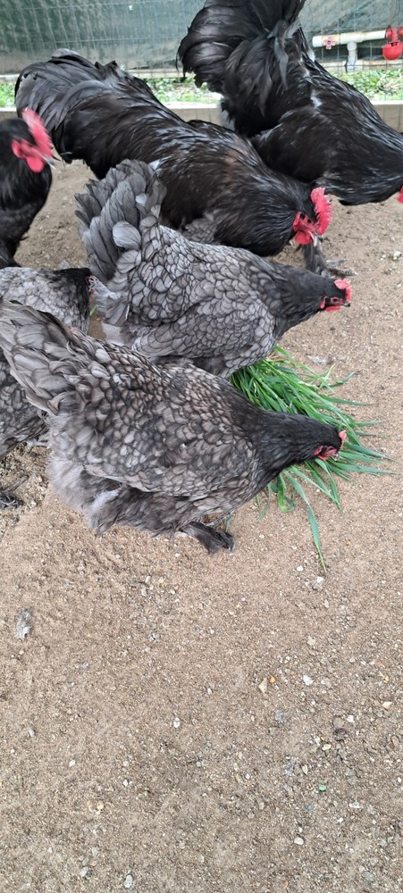 12 Blue Croad Langshan Hatching Eggs