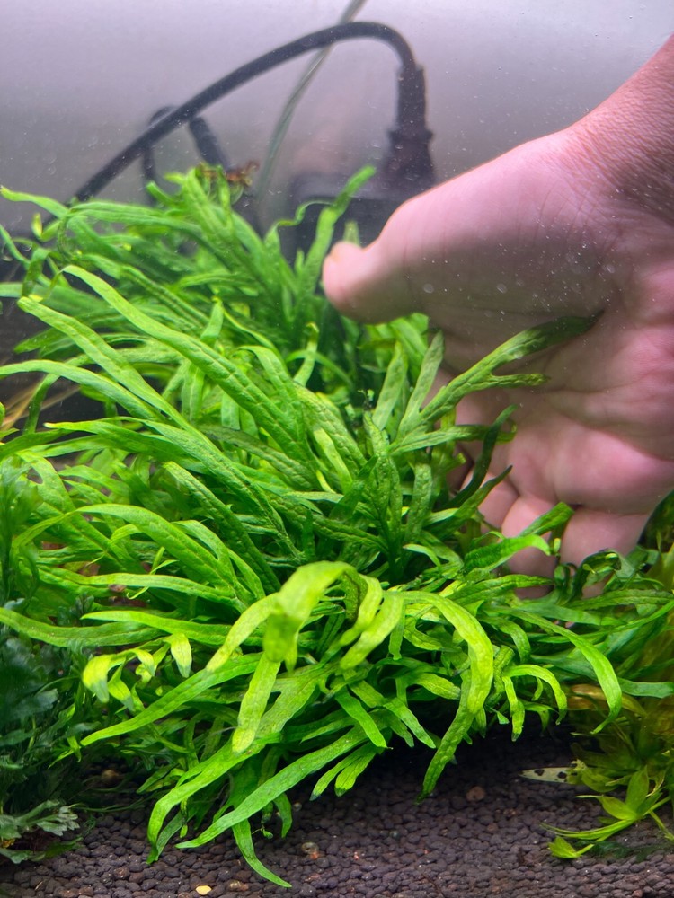 Java Fern Mini Trident Rare Live Aquarium Plant