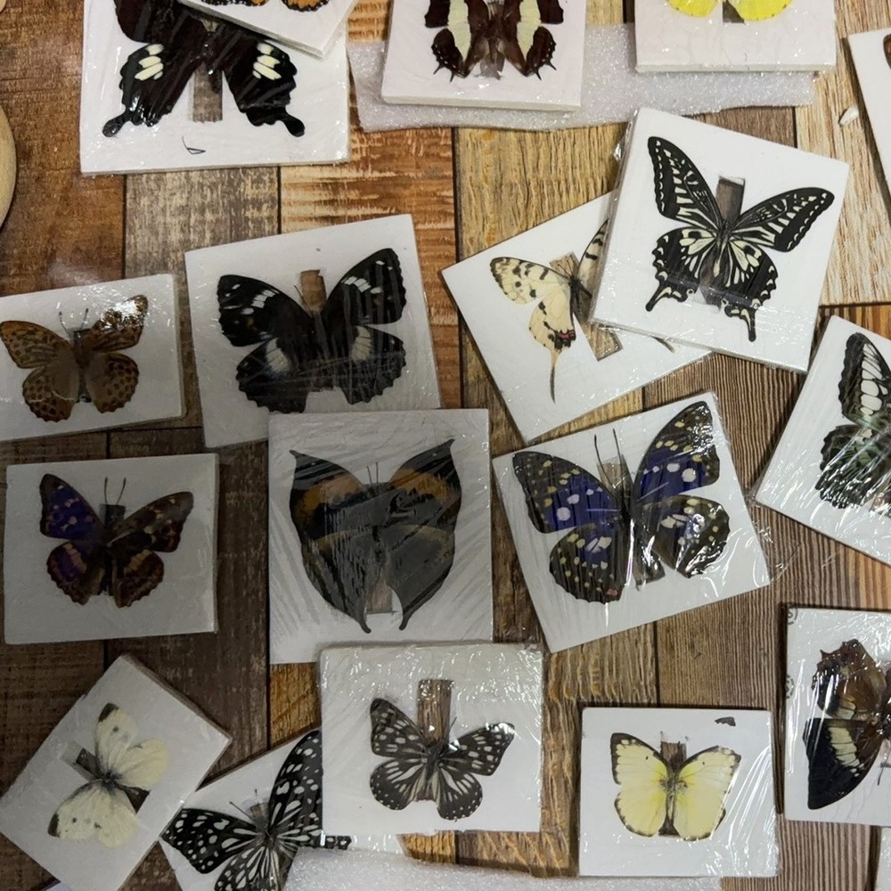 30 Assorted Real Butterfly Specimens Spread Wing PVC Packed A1-A- Grade