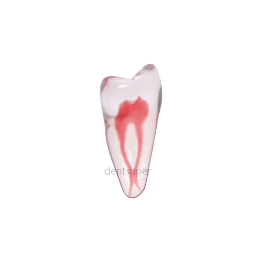 Dental Endo Root Canal Teeth Model Practice Block for RCT Pulp Cavity Study, 3D