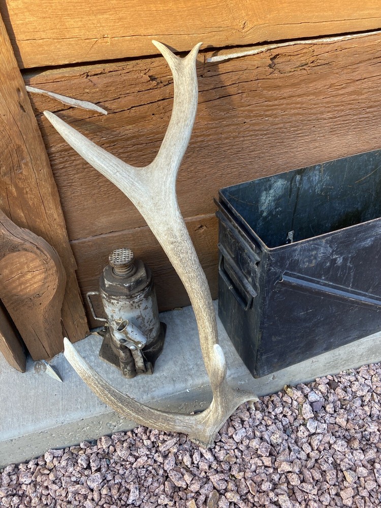 Unique “Freak” Elk Shed ~ Antler