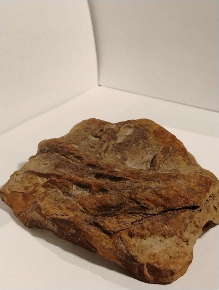 Prehistoric Fossil Specimen 100% Authentic