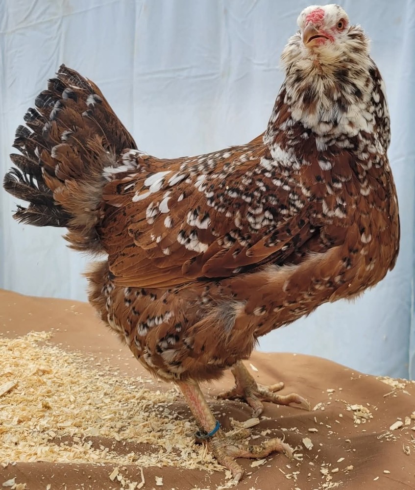 12 Russian Orloff Htching Eggs Npip