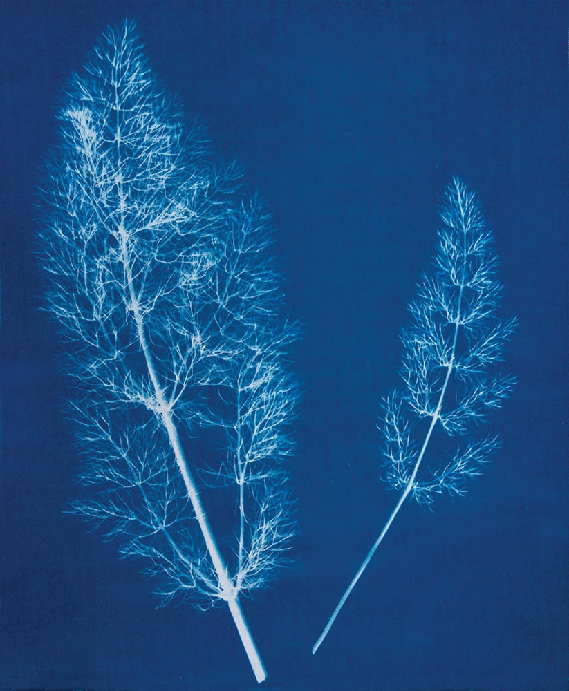 Jacquard Cyanotype Sensitizer Set